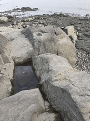 Cladophora glomerata