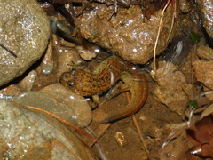Desmognathus