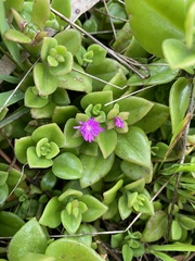 Mesembryanthemum cordifolium