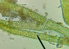 Cladophora glomerata