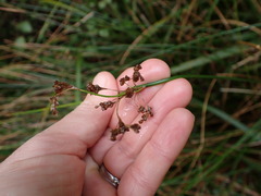 Juncaceae