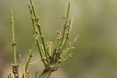 Ephedra