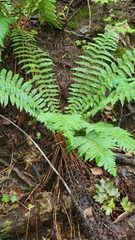 Polystichum braunii