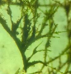 Cladophora glomerata