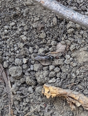 Tiphiinae