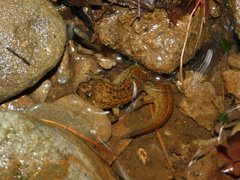 Desmognathus