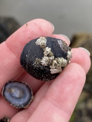 Balanus glandula