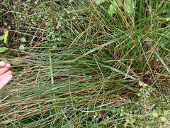 Juncaceae