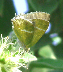 Chlorostrymon simaethis