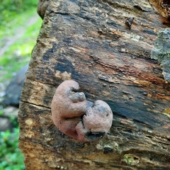 Daldinia childiae