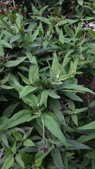 Aristeguietia salvia