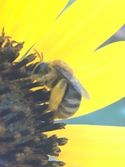 Melissodes trinodis