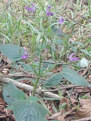 Brillantaisia
