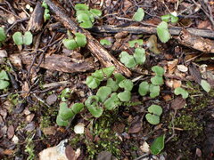 Corybas
