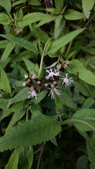 Aristeguietia salvia