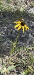 Rudbeckia missouriensis