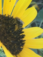 Melissodes trinodis
