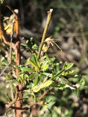 Pultenaea