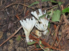 Sebacina schweinitzii