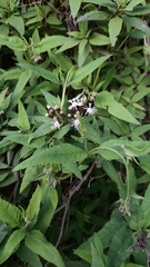 Aristeguietia salvia