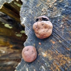 Daldinia childiae