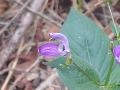 Brillantaisia