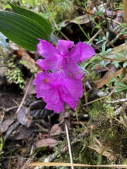 Sobralia amabilis