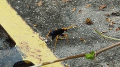 Leptodialepis bipartitus