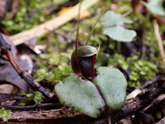 Corybas
