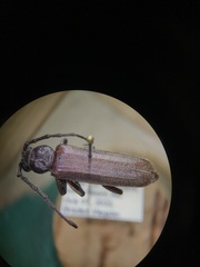 Arhopalus rusticus