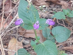 Brillantaisia