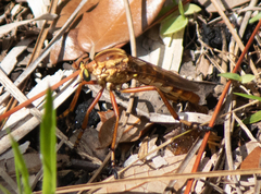 Diogmites crudelis
