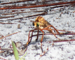 Diogmites crudelis
