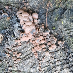 Daldinia childiae