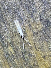 Coleophora