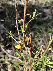 Pultenaea
