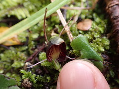 Corybas