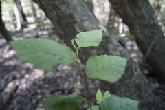 Planera aquatica