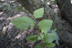Planera aquatica