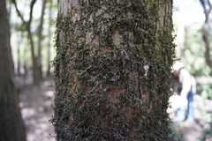 Planera aquatica