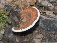 Ganoderma lobatum