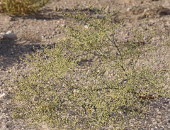 Eriogonum brachyanthum