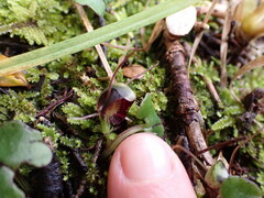 Corybas