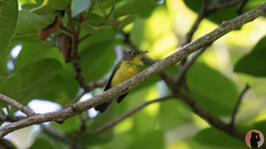 Cardellina canadensis