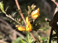 Pultenaea