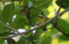 Cardellina canadensis