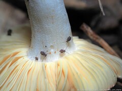 Ptenothrix marmorata