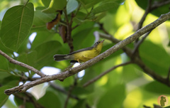 Cardellina canadensis