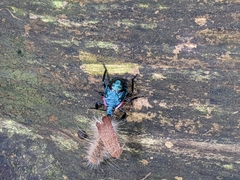 Alcaeorrhynchus grandis