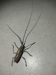 Neoptychodes trilineatus